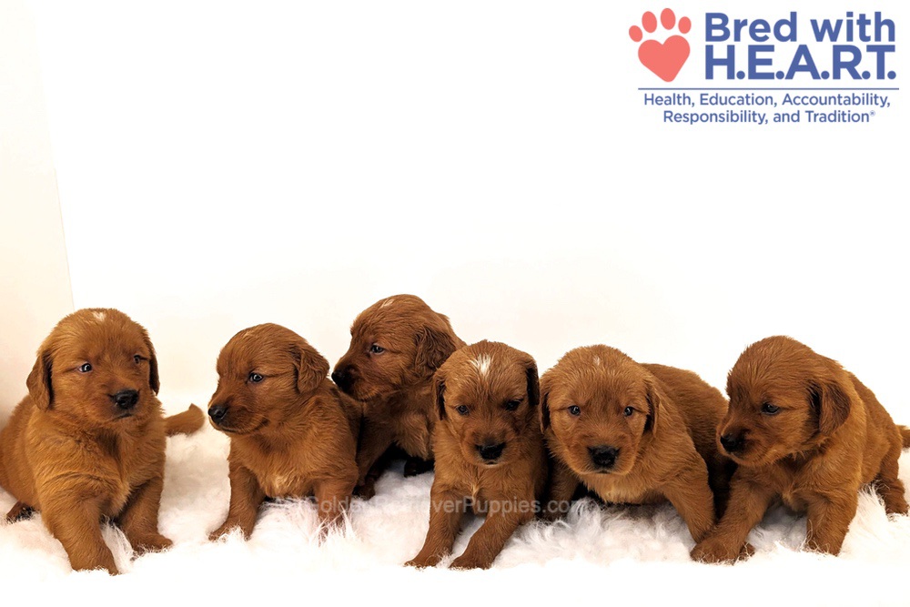 Red Golden - Aug. 6 Image of Red Golden - Aug. 6, a Golden Retriever puppy