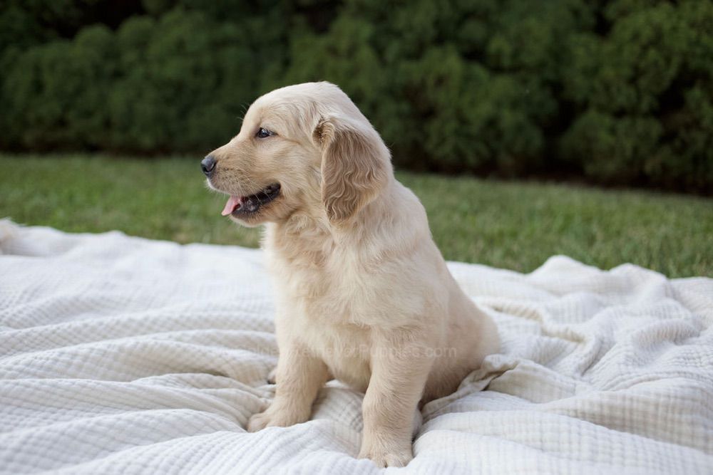 Brady Image of Brady, a Golden Retriever puppy