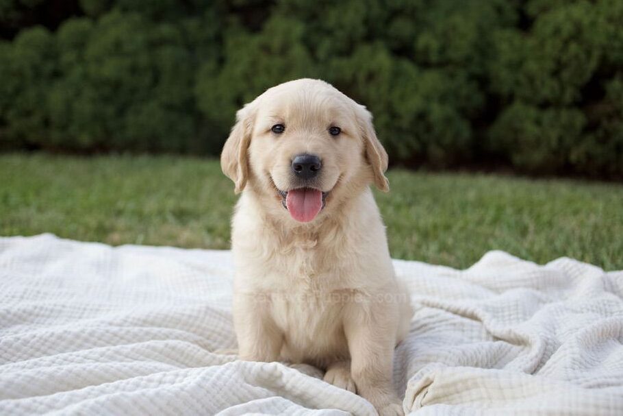 Brady Image of Brady, a Golden Retriever puppy