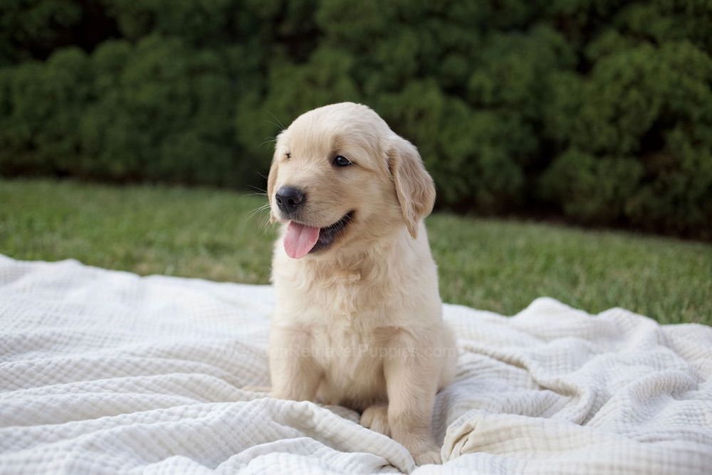 Brady Image of Brady, a Golden Retriever puppy