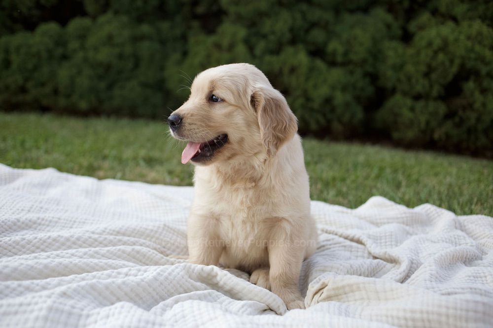 Brady Image of Brady, a Golden Retriever puppy