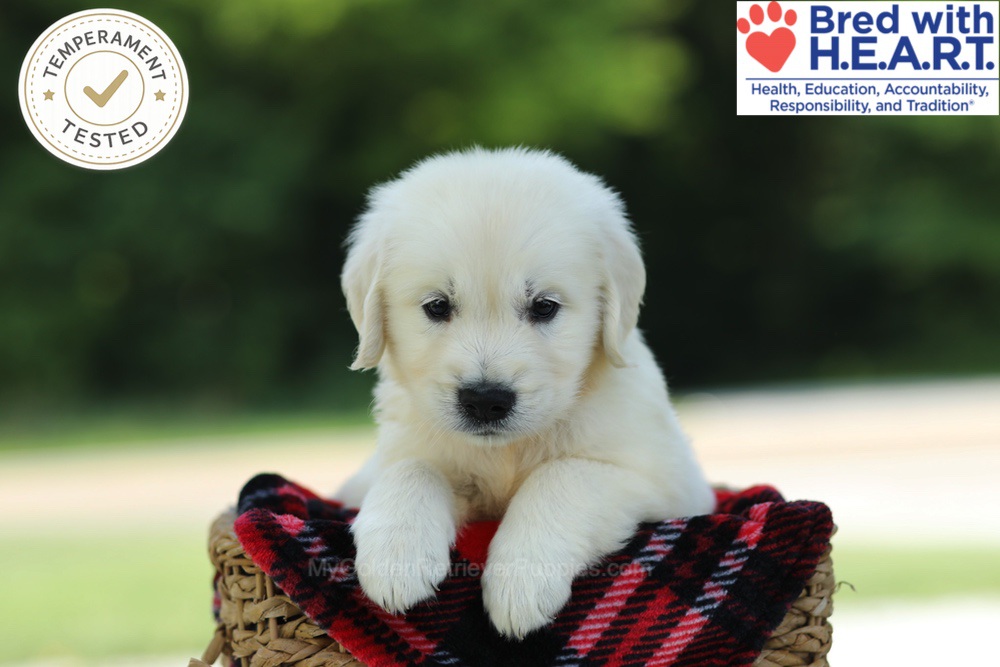 Cairo Image of Cairo, a Golden Retriever puppy