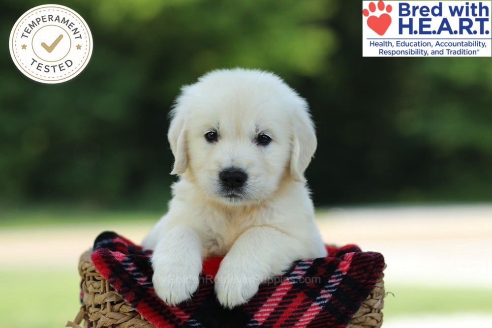 Cairo Image of Cairo, a Golden Retriever puppy