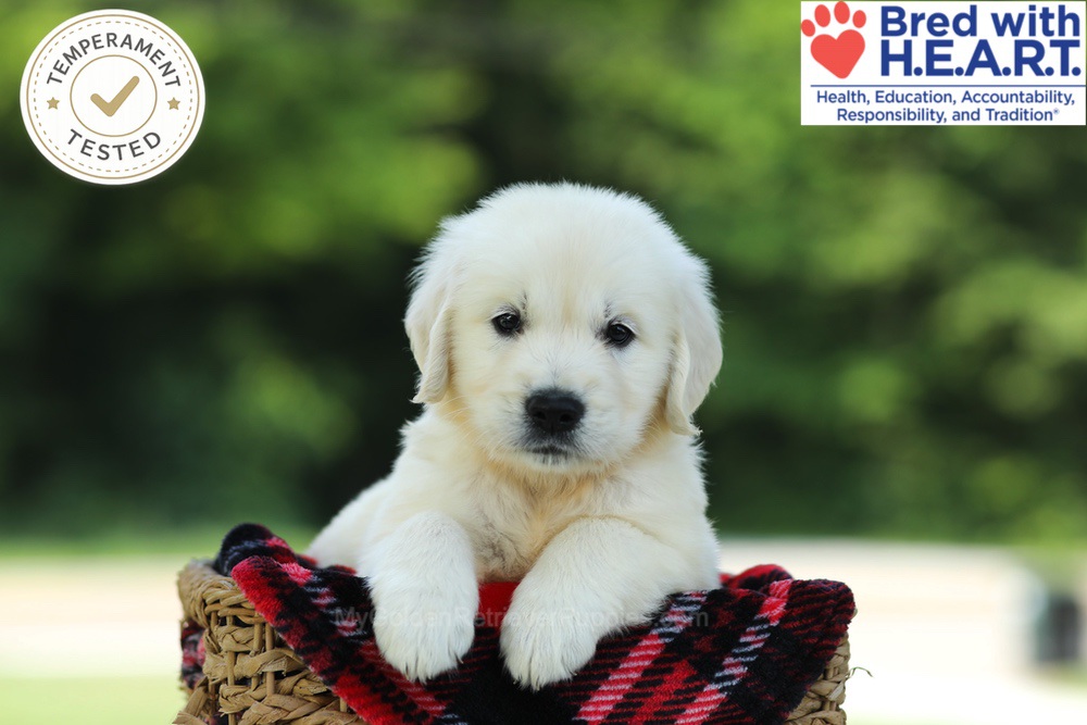 Cairo Image of Cairo, a Golden Retriever puppy