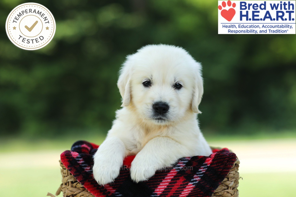 Cairo Image of Cairo, a Golden Retriever puppy