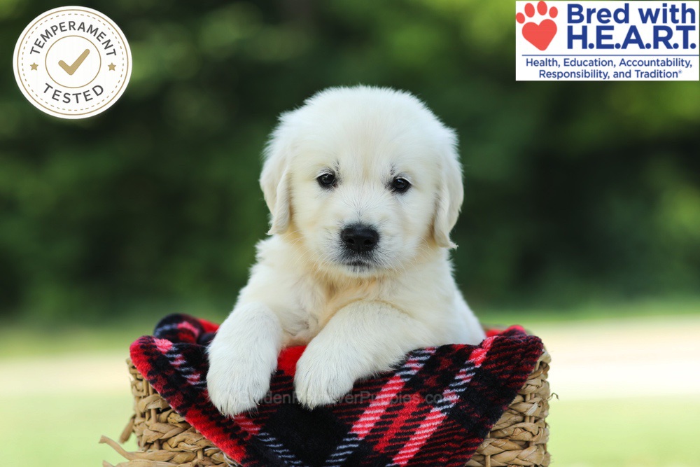 Cairo Image of Cairo, a Golden Retriever puppy