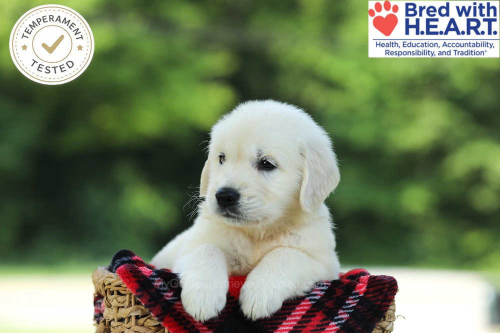 Cairo Image of Cairo, a Golden Retriever puppy
