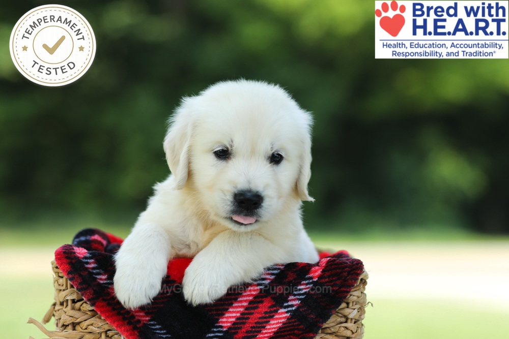 Cairo Image of Cairo, a Golden Retriever puppy