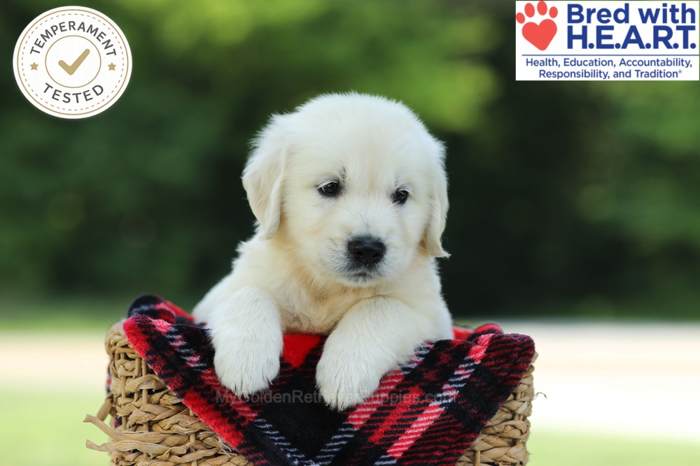 Cairo Image of Cairo, a Golden Retriever puppy