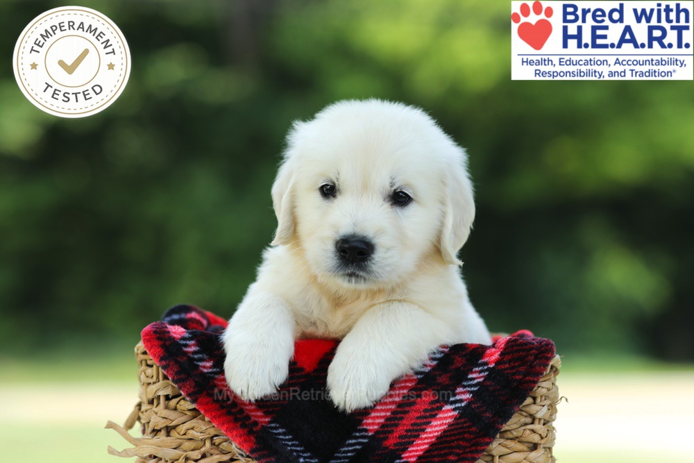 Cairo Image of Cairo, a Golden Retriever puppy