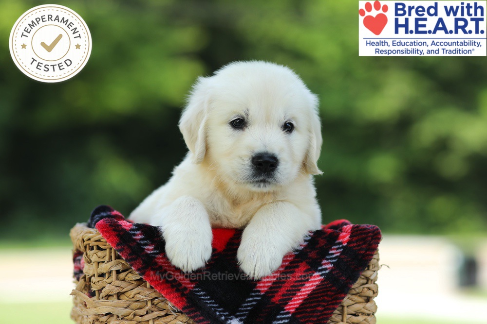 Cairo Image of Cairo, a Golden Retriever puppy