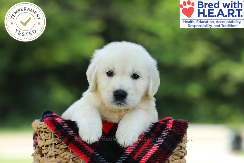 Cairo Image of Cairo, a Golden Retriever puppy
