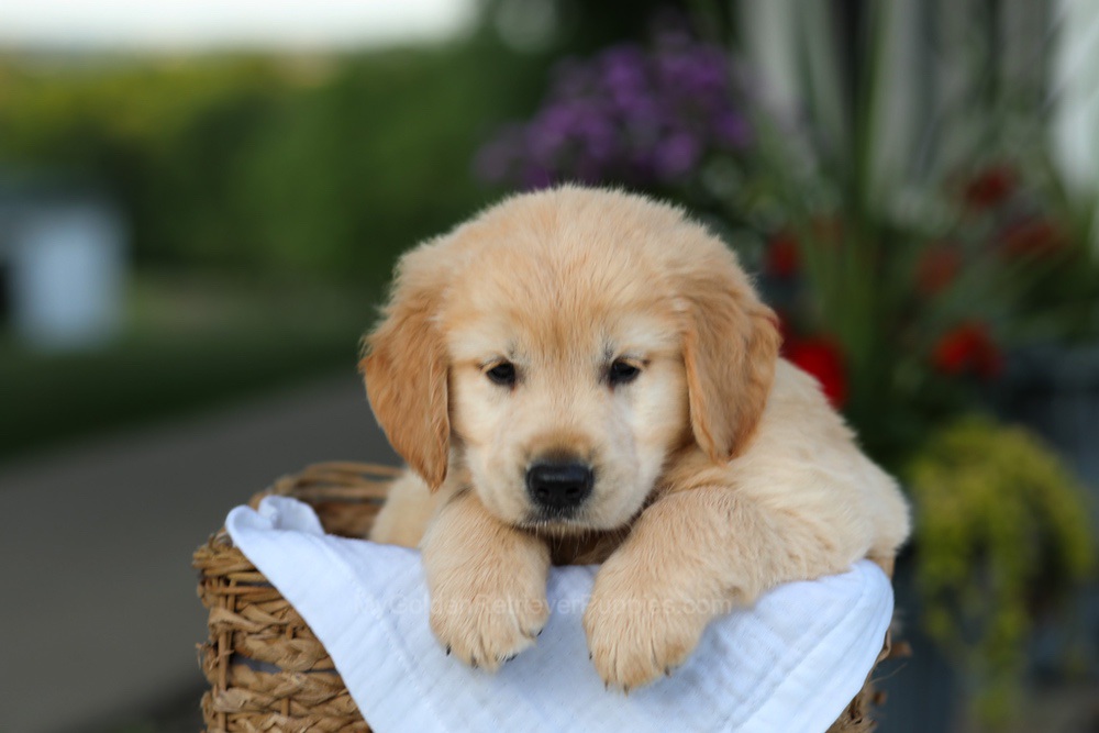Candy Image of Candy, a Golden Retriever puppy