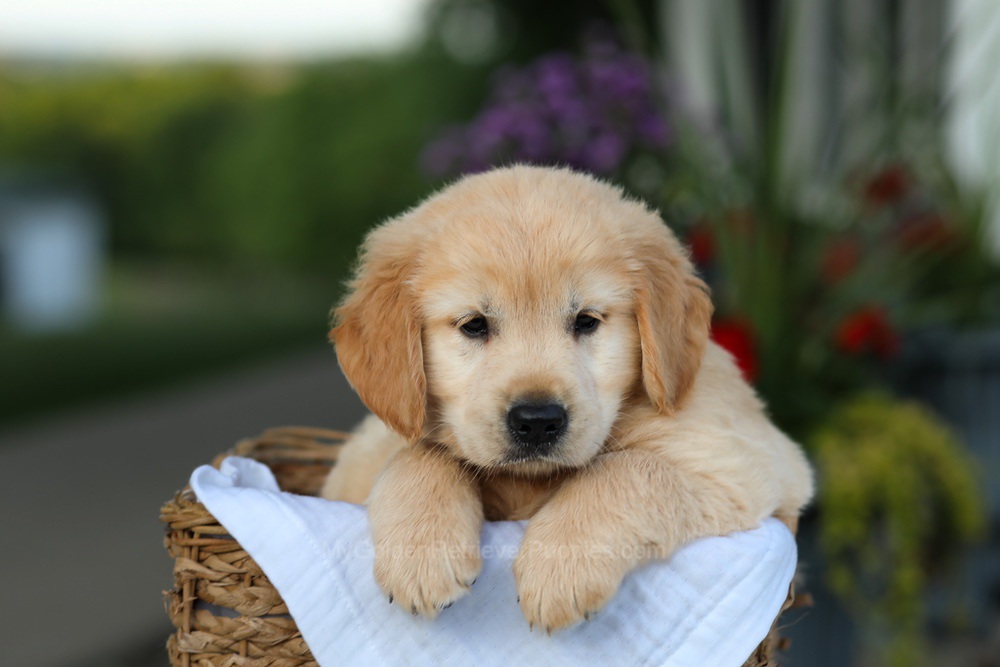 Candy Image of Candy, a Golden Retriever puppy