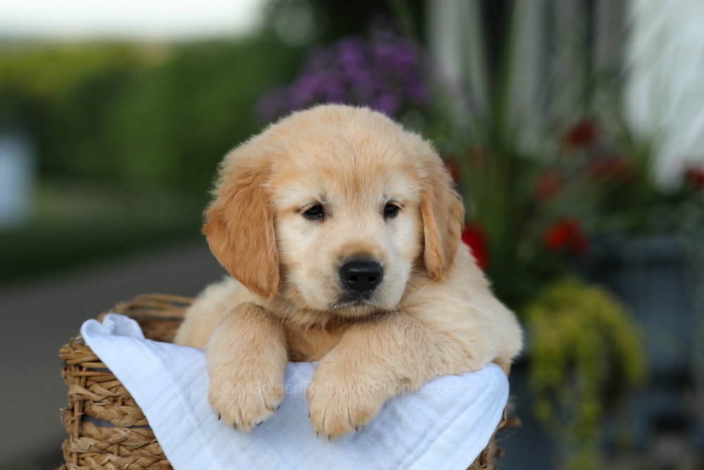 Candy Image of Candy, a Golden Retriever puppy