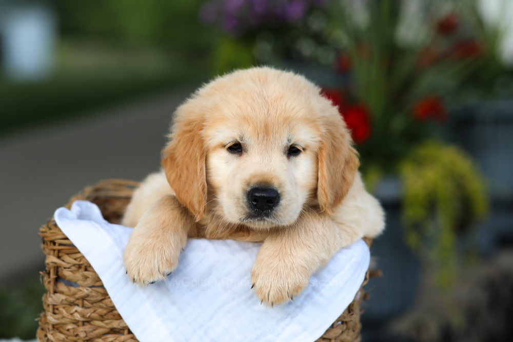 Candy Image of Candy, a Golden Retriever puppy