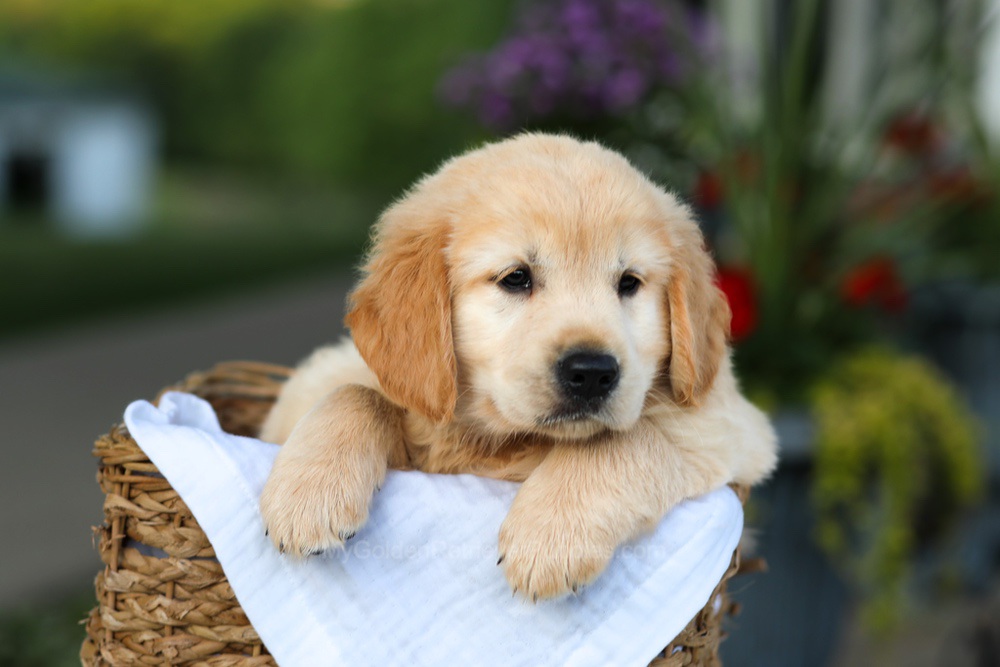 Candy Image of Candy, a Golden Retriever puppy