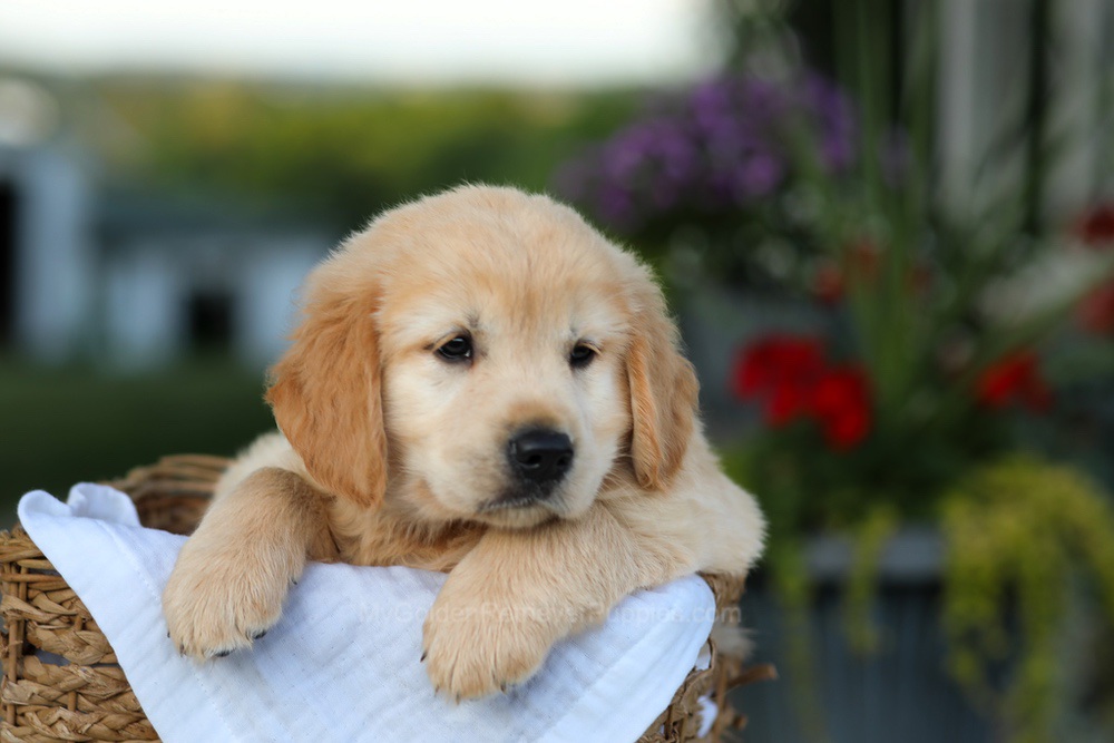 Candy Image of Candy, a Golden Retriever puppy