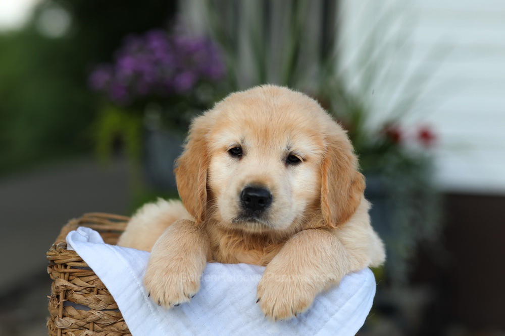 Candy Image of Candy, a Golden Retriever puppy