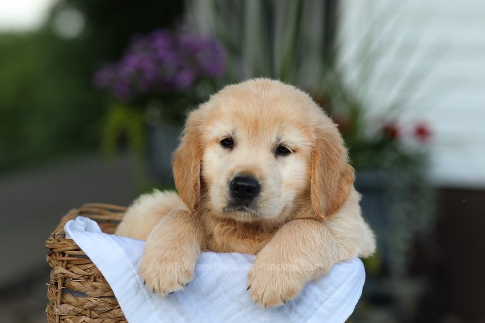 Candy Image of Candy, a Golden Retriever puppy