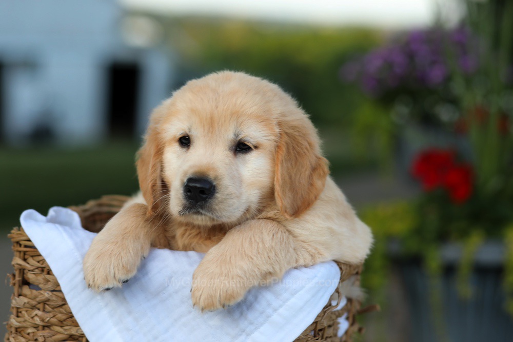 Candy Image of Candy, a Golden Retriever puppy