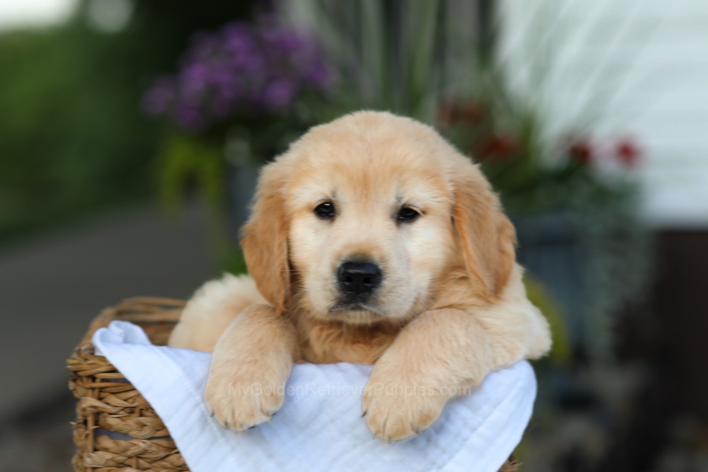 Candy Image of Candy, a Golden Retriever puppy