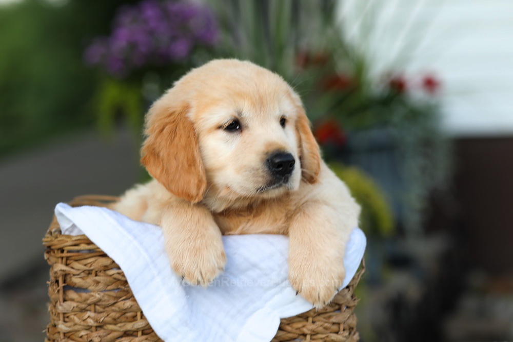 Candy Image of Candy, a Golden Retriever puppy