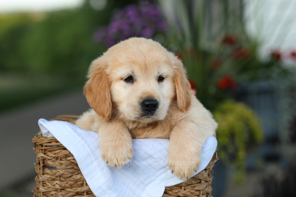 Candy Image of Candy, a Golden Retriever puppy