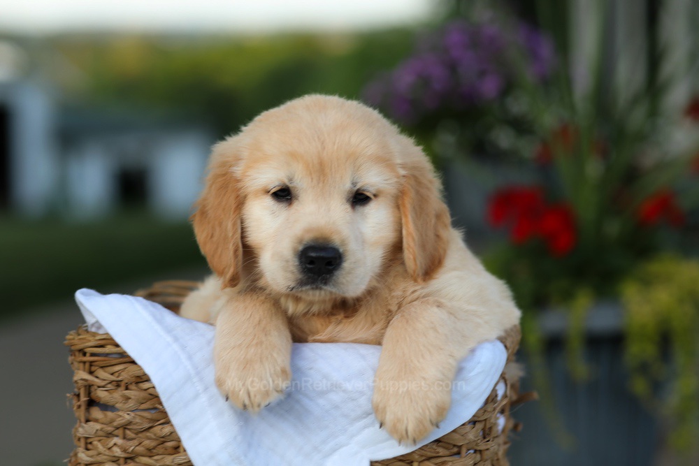 Candy Image of Candy, a Golden Retriever puppy