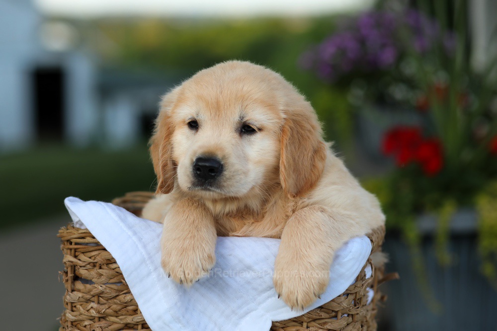 Candy Image of Candy, a Golden Retriever puppy