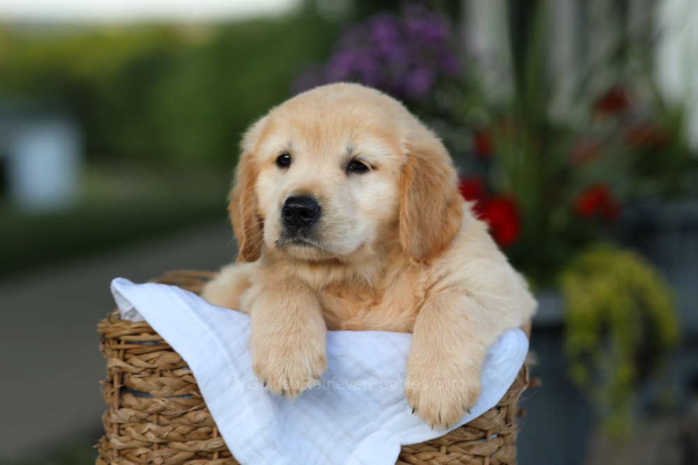 Candy Image of Candy, a Golden Retriever puppy