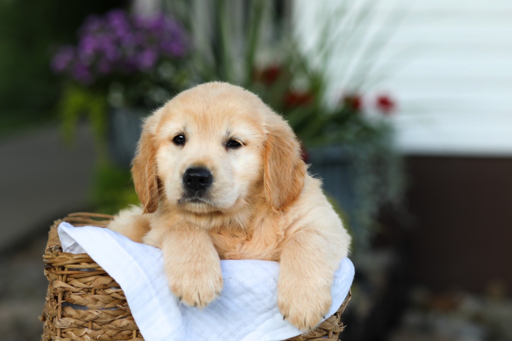 Candy Image of Candy, a Golden Retriever puppy