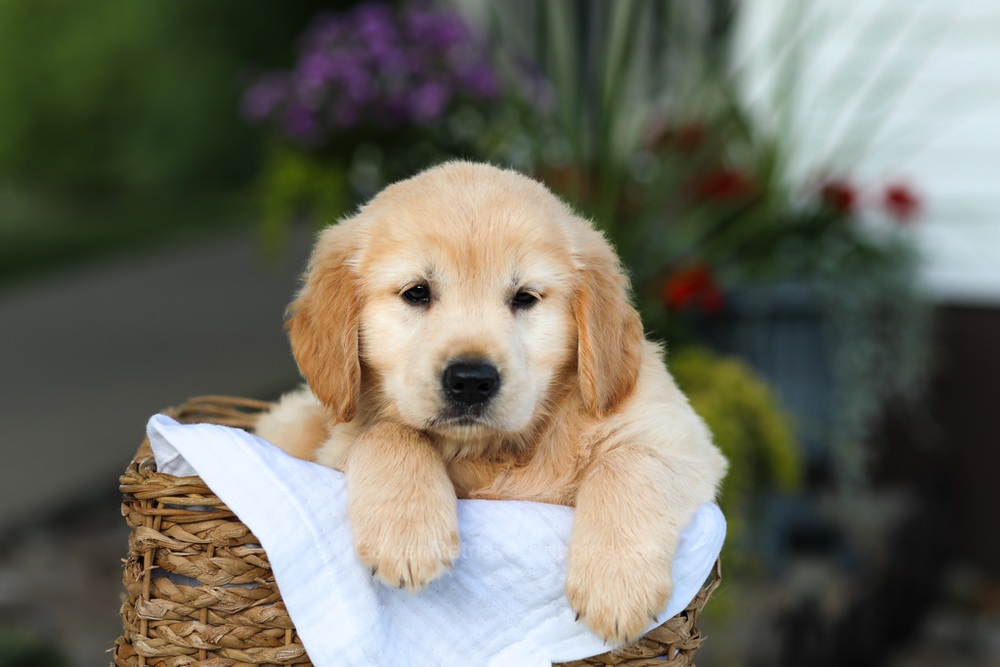 Candy Image of Candy, a Golden Retriever puppy