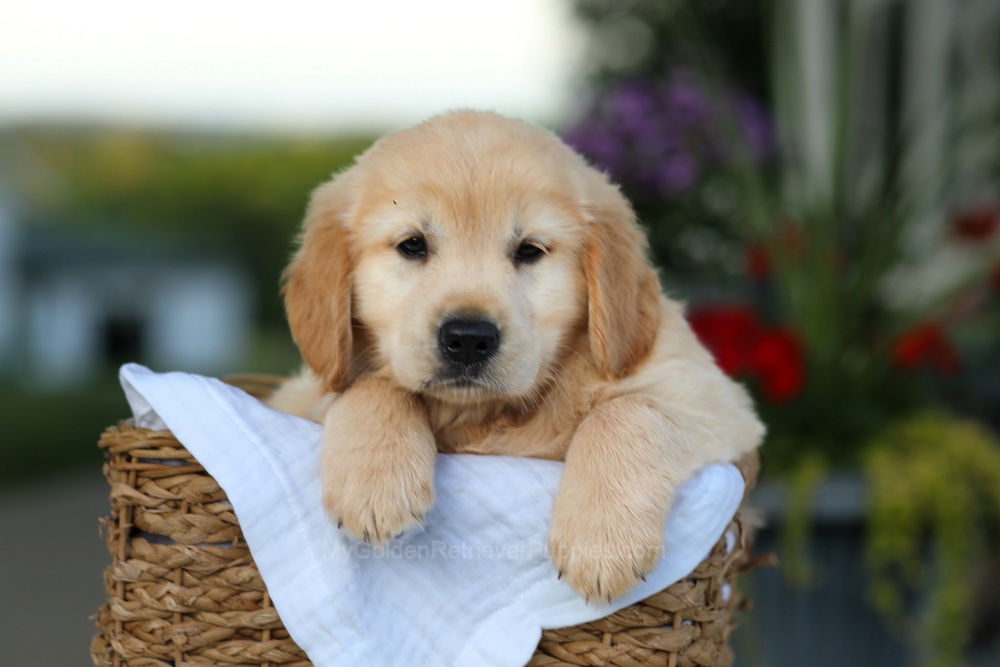 Candy Image of Candy, a Golden Retriever puppy