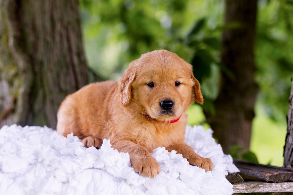 Canyon Image of Canyon, a Golden Retriever puppy