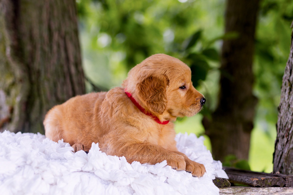 Canyon Image of Canyon, a Golden Retriever puppy