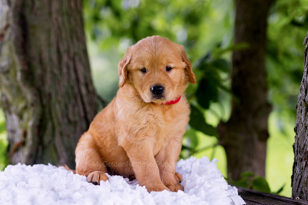 Canyon Image of Canyon, a Golden Retriever puppy