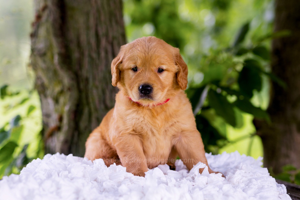 Canyon Image of Canyon, a Golden Retriever puppy