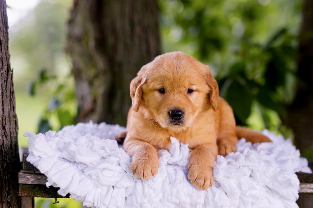 Canyon Image of Canyon, a Golden Retriever puppy
