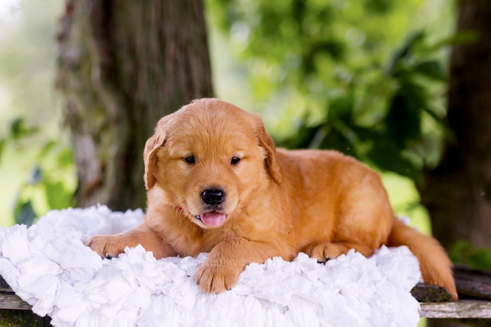 Canyon Image of Canyon, a Golden Retriever puppy