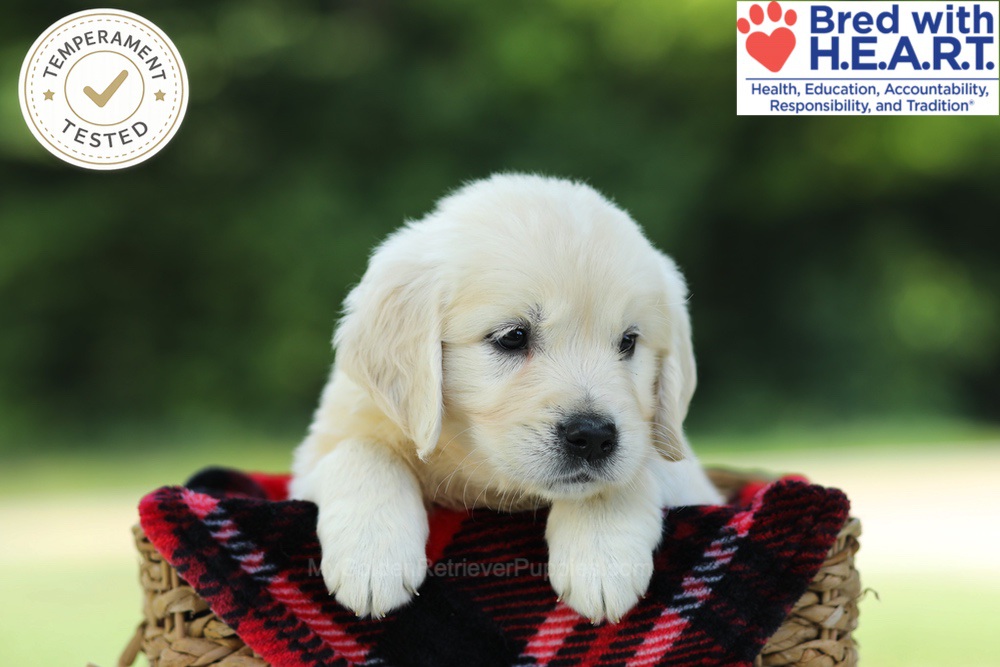 Caramel Image of Caramel, a Golden Retriever puppy