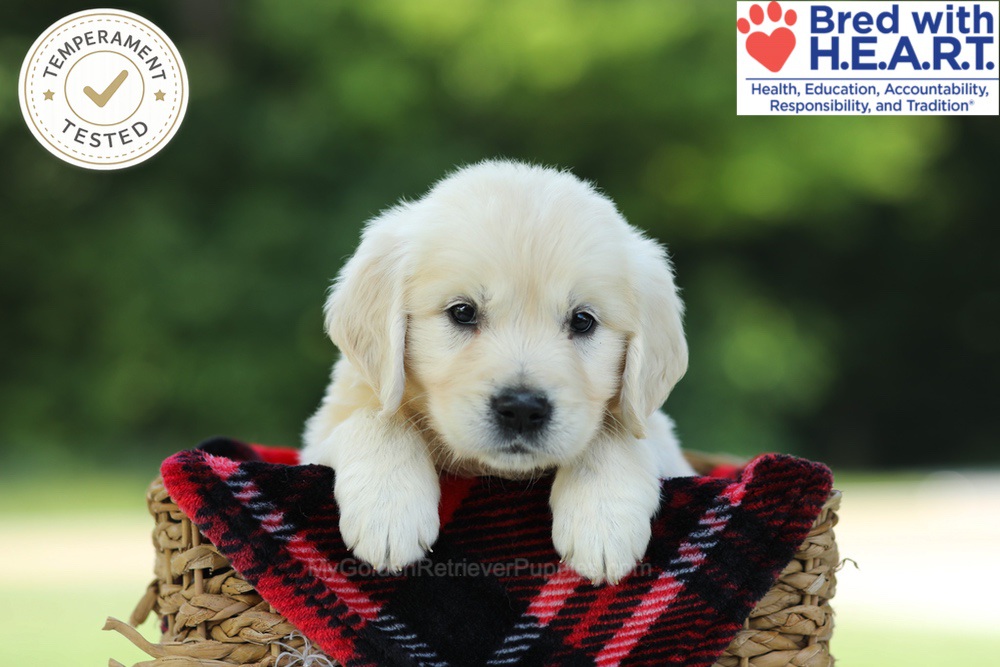 Caramel Image of Caramel, a Golden Retriever puppy