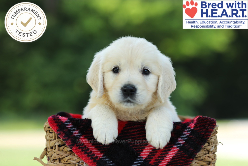 Caramel Image of Caramel, a Golden Retriever puppy