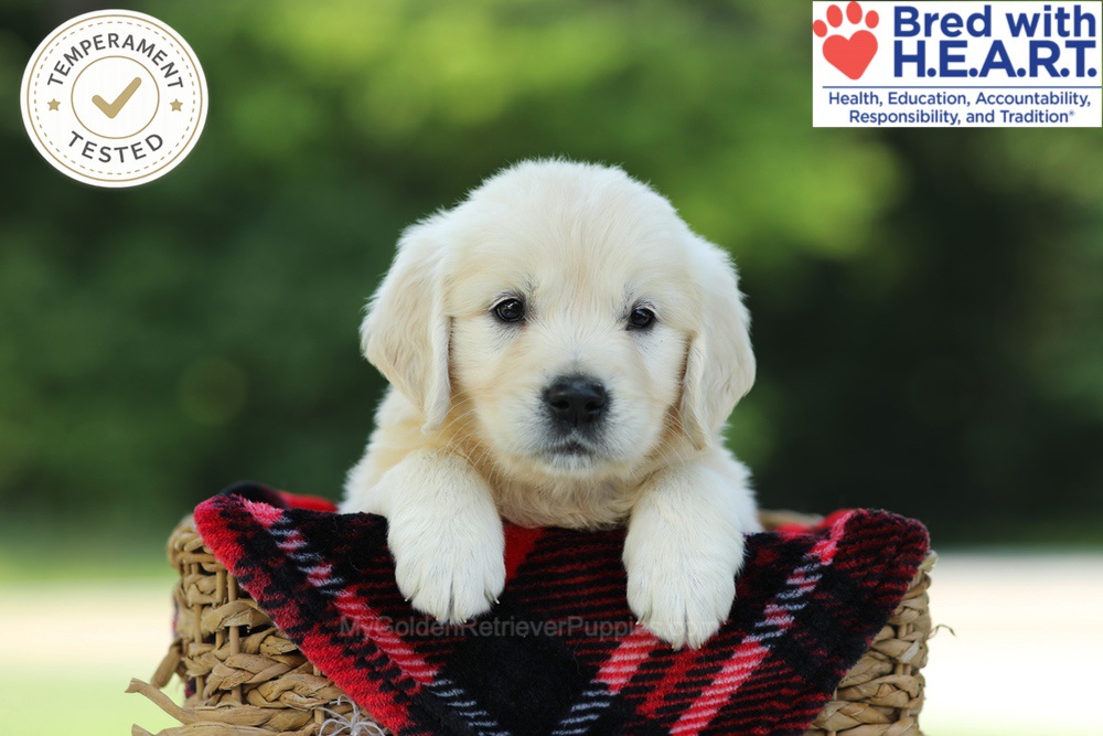 Caramel Image of Caramel, a Golden Retriever puppy