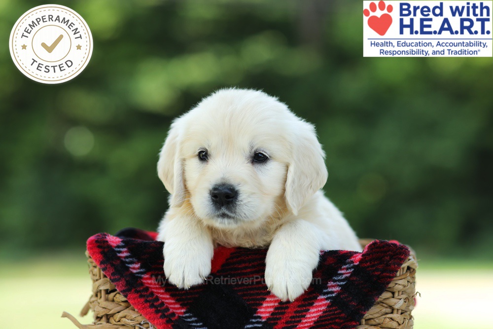 Caramel Image of Caramel, a Golden Retriever puppy