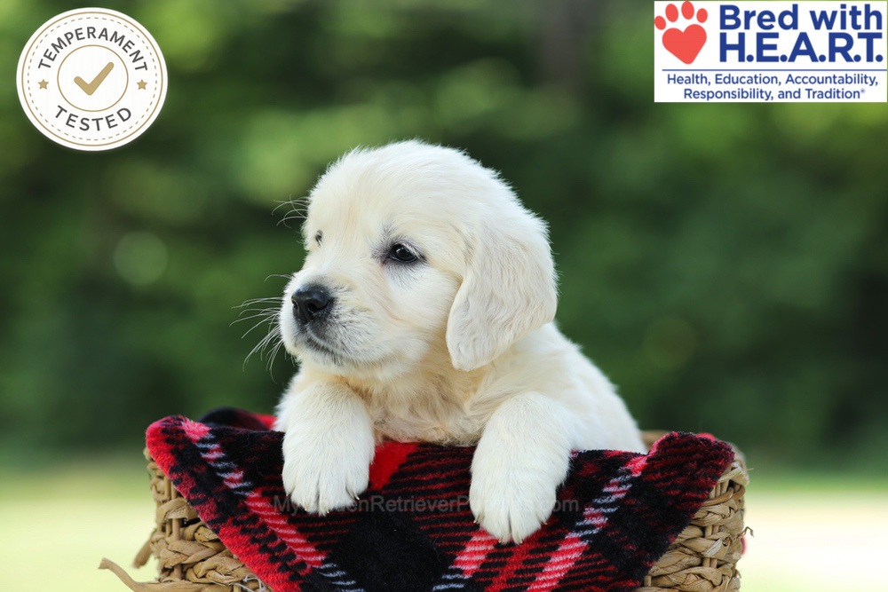 Caramel Image of Caramel, a Golden Retriever puppy