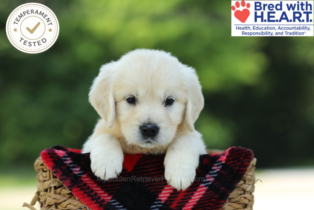 Caramel Image of Caramel, a Golden Retriever puppy