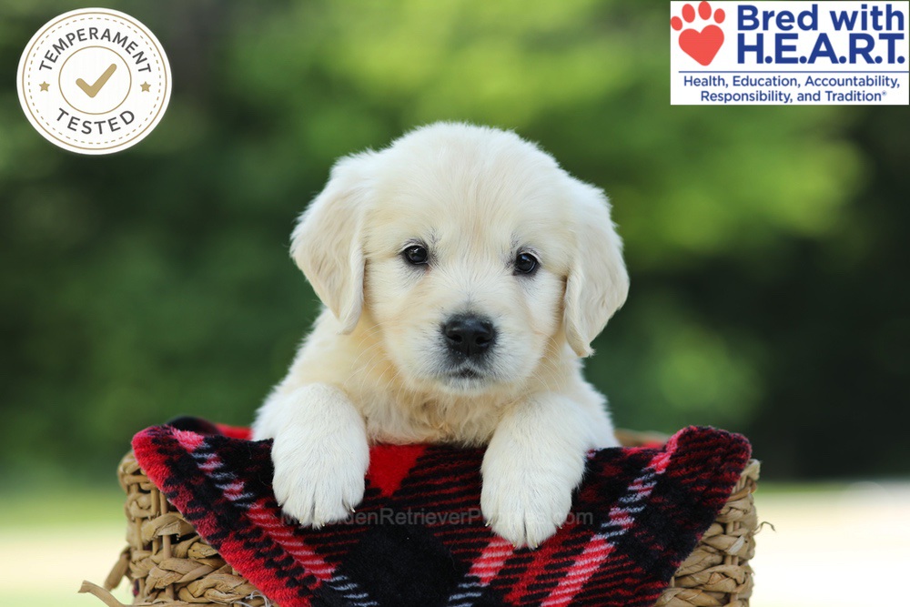 Caramel Image of Caramel, a Golden Retriever puppy