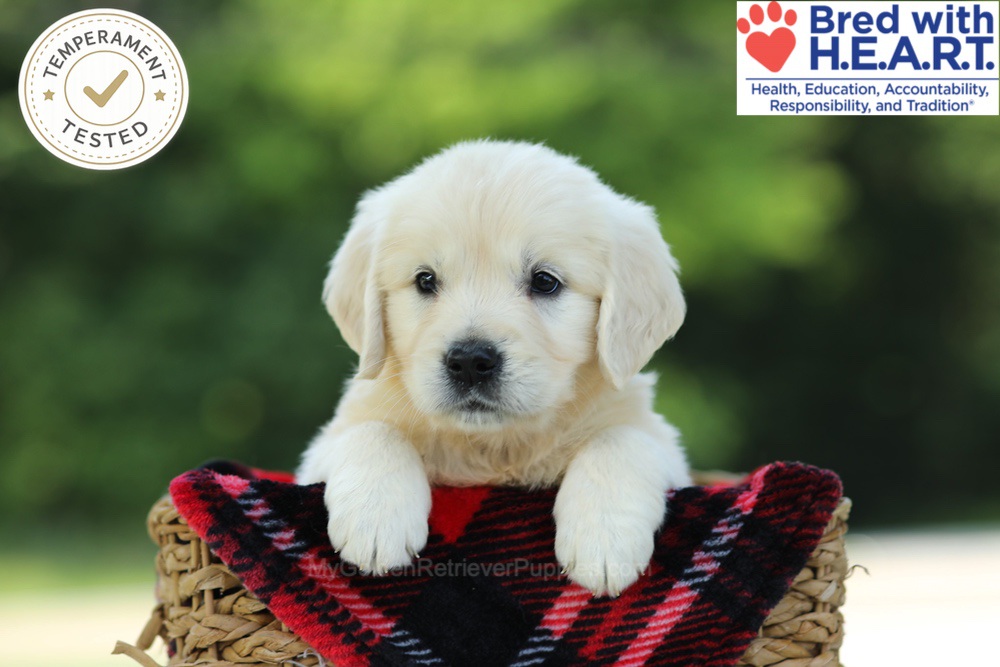 Caramel Image of Caramel, a Golden Retriever puppy