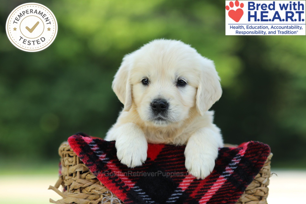 Caramel Image of Caramel, a Golden Retriever puppy